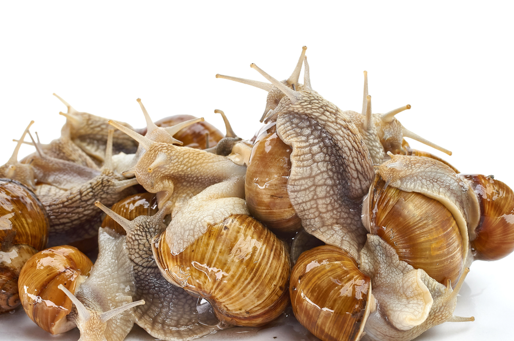 Snail Farming Business Plan